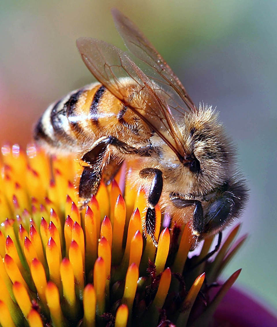 ForagerBee_David Cappaert.jpg thumbnail